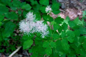 Thalictrum aquilegifolium (2) (1200 x 799)